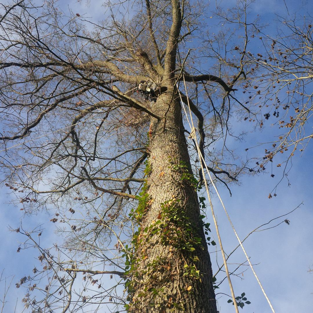 Entretien de jardin Lannemezan