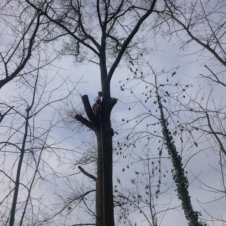 ﻿Élagage d’arbres fruitiers à Tarbes