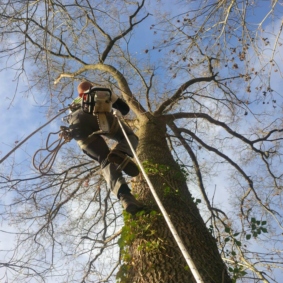 ﻿Élagage en grande hauteur à Tarbes